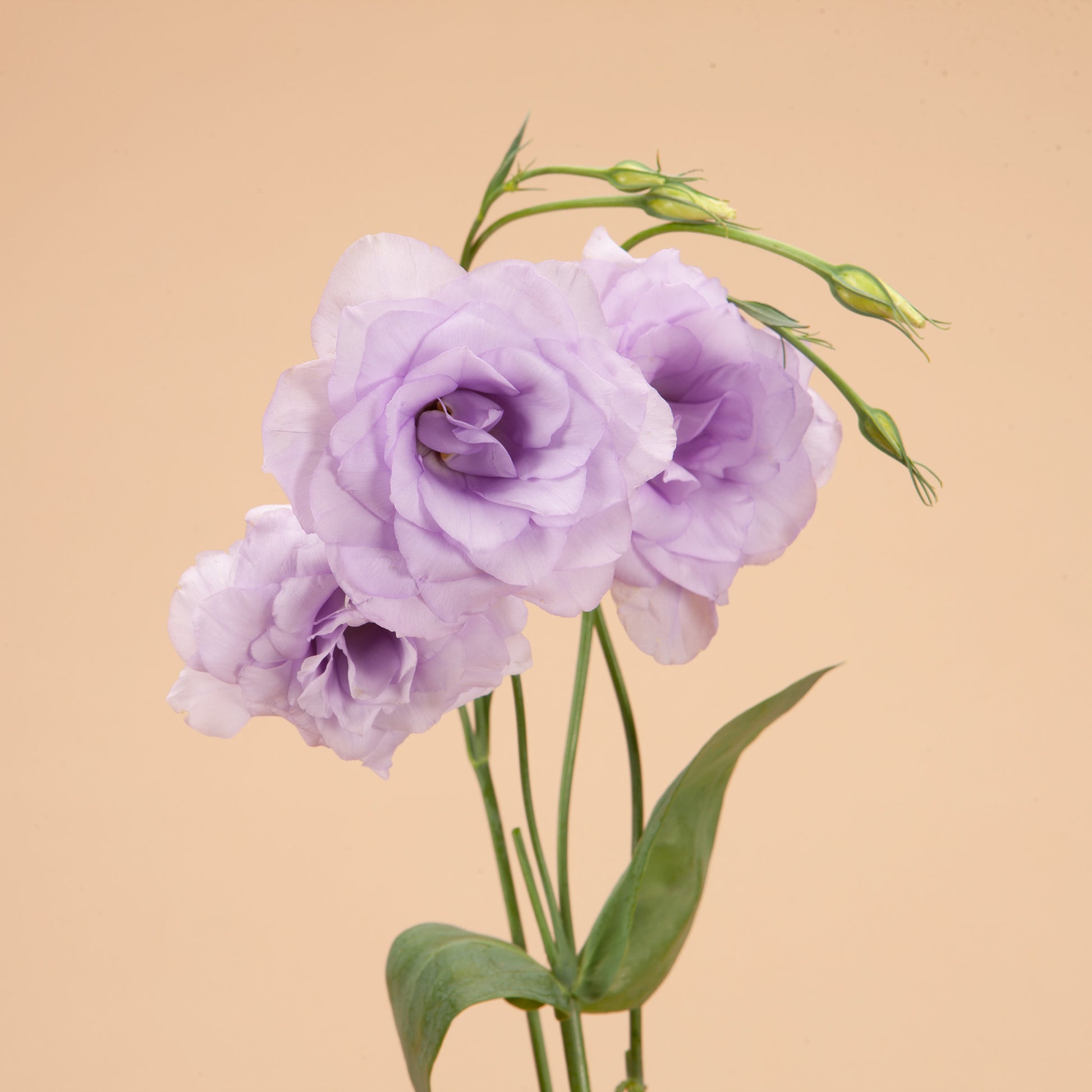 lavender lisianthus flower Echo Lavender Lisianthus Plants