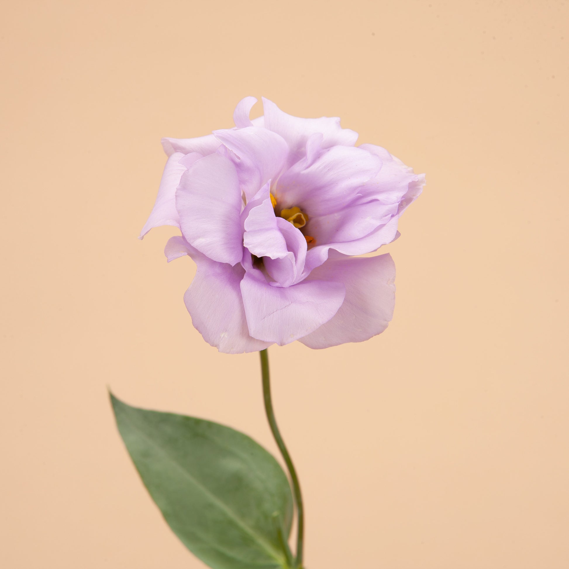 lavender lisianthus flower Echo Lavender Lisianthus Plants