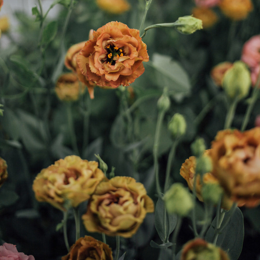 Lisianthus