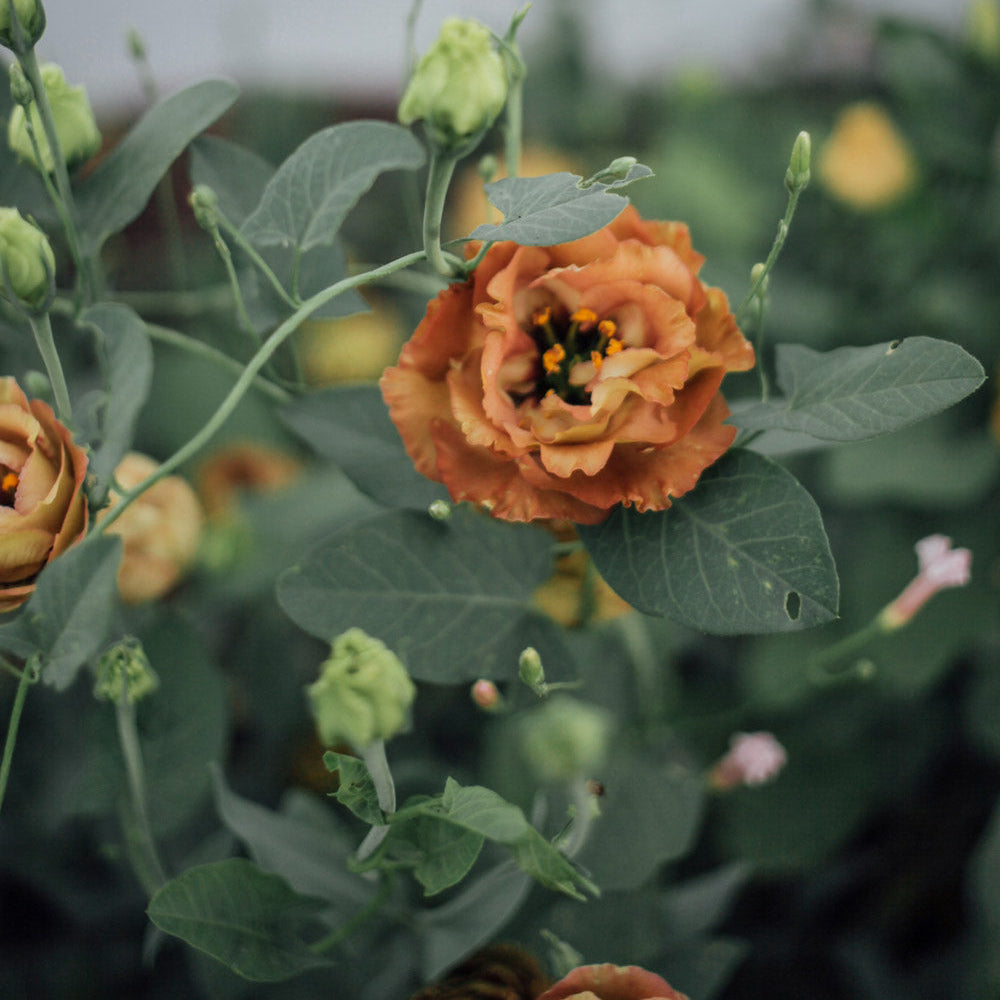 brown flower aesthetic