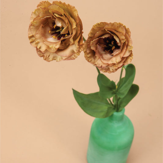 Rosanne Brown Lisianthus Plants