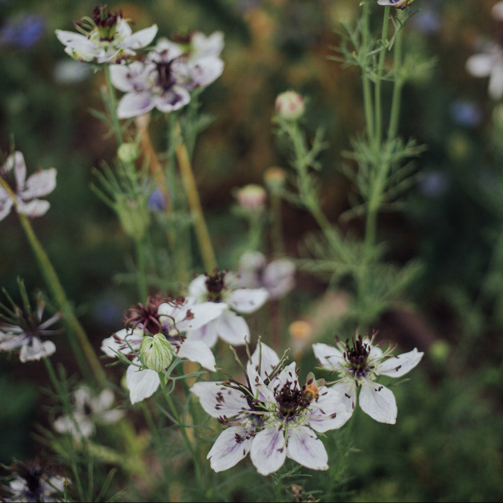 black and white flower seeds Black Pod White Flower Love In A Mist Plants