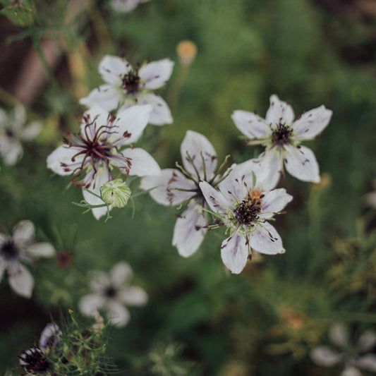 Black And White (African Bride) Love In A Mist Plants