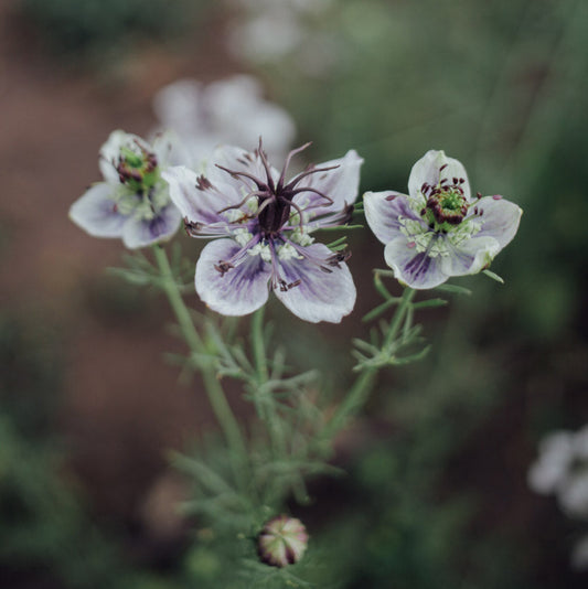Delft Blue Love In A Mist Plants
