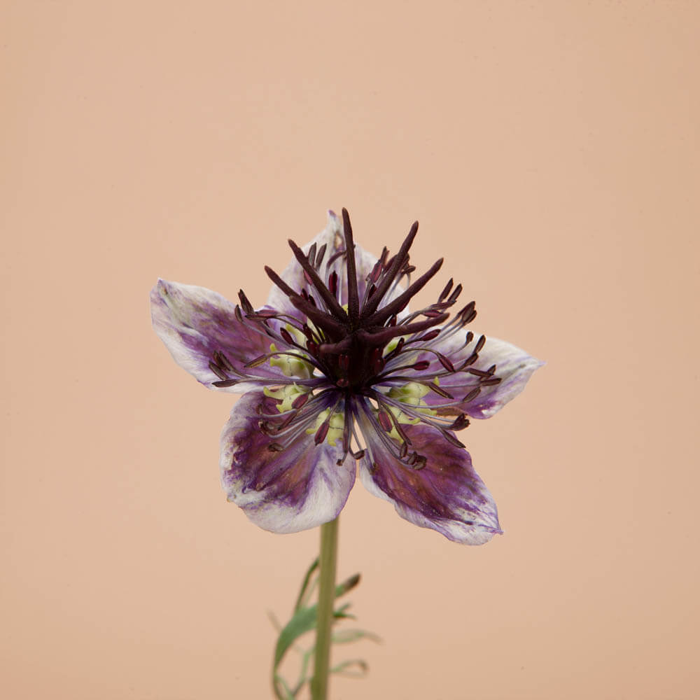 Delft Blue Love In A Mist Seeds
