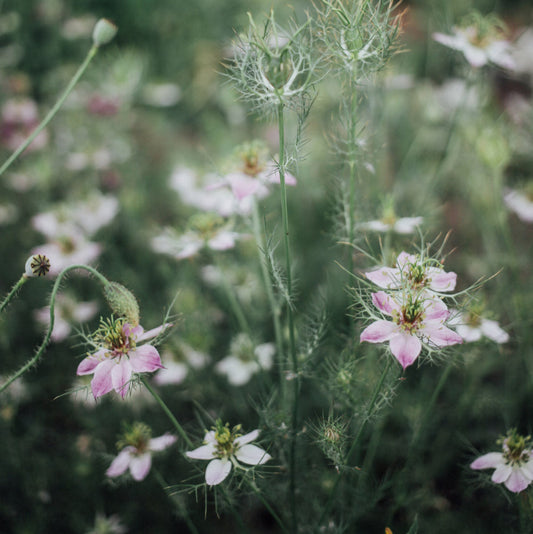 Mulberry Rose Love in a Mist Plants