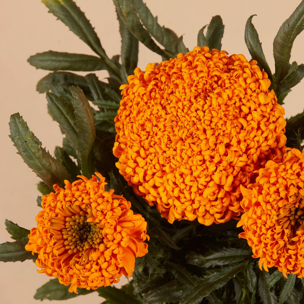 Marigold Spun Orange Seeds