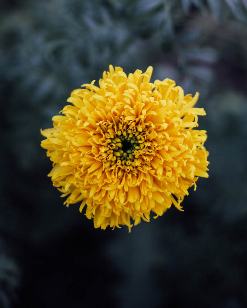 Marigold Spun Yellow Seeds