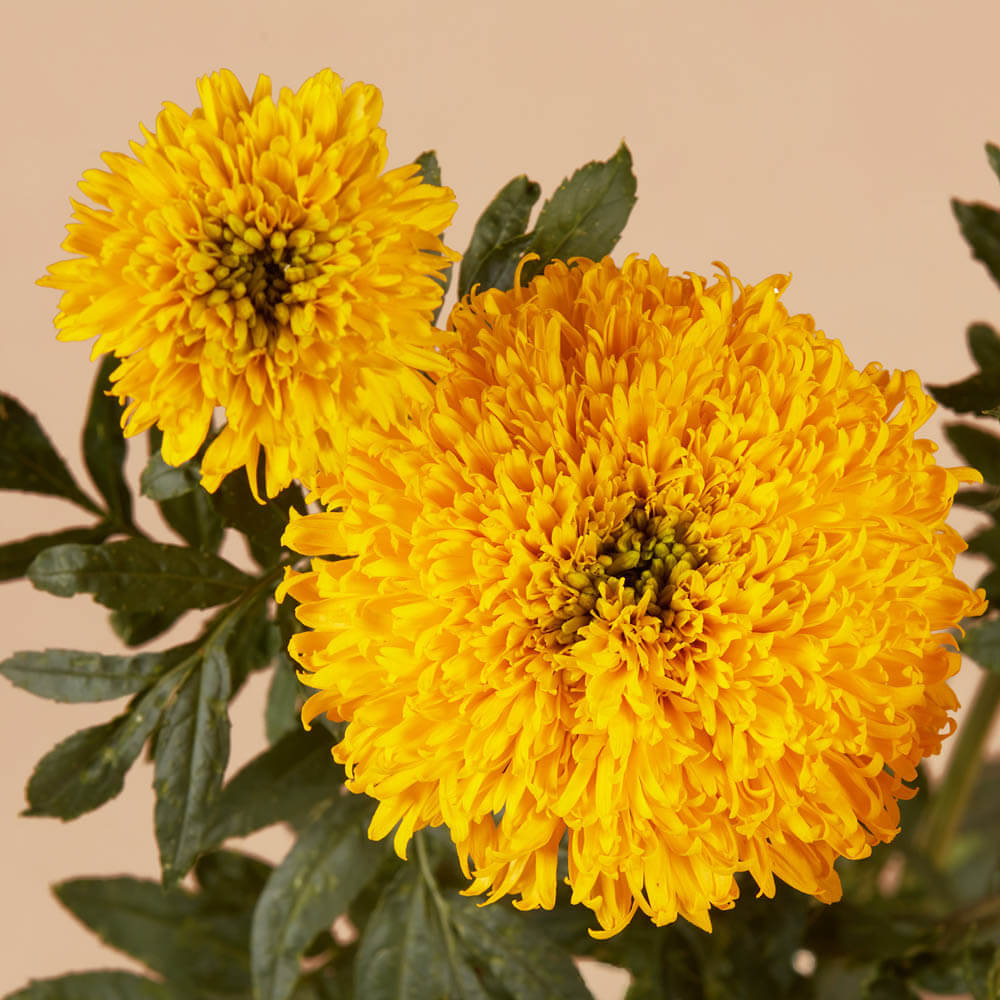 Marigold Spun Yellow Seeds