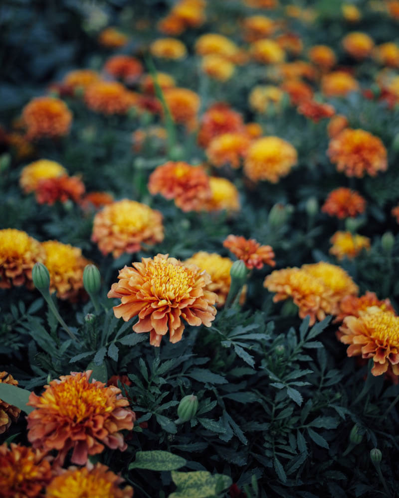 Marigold Flower wallpaper by _Adicreator - Download on ZEDGE™ | 321d