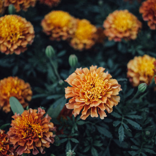 Strawberry Blonde Marigold Seeds