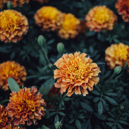 Strawberry Blonde Marigold Plants
