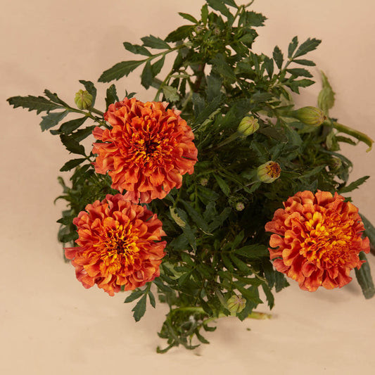 Strawberry Blonde Marigold Plants