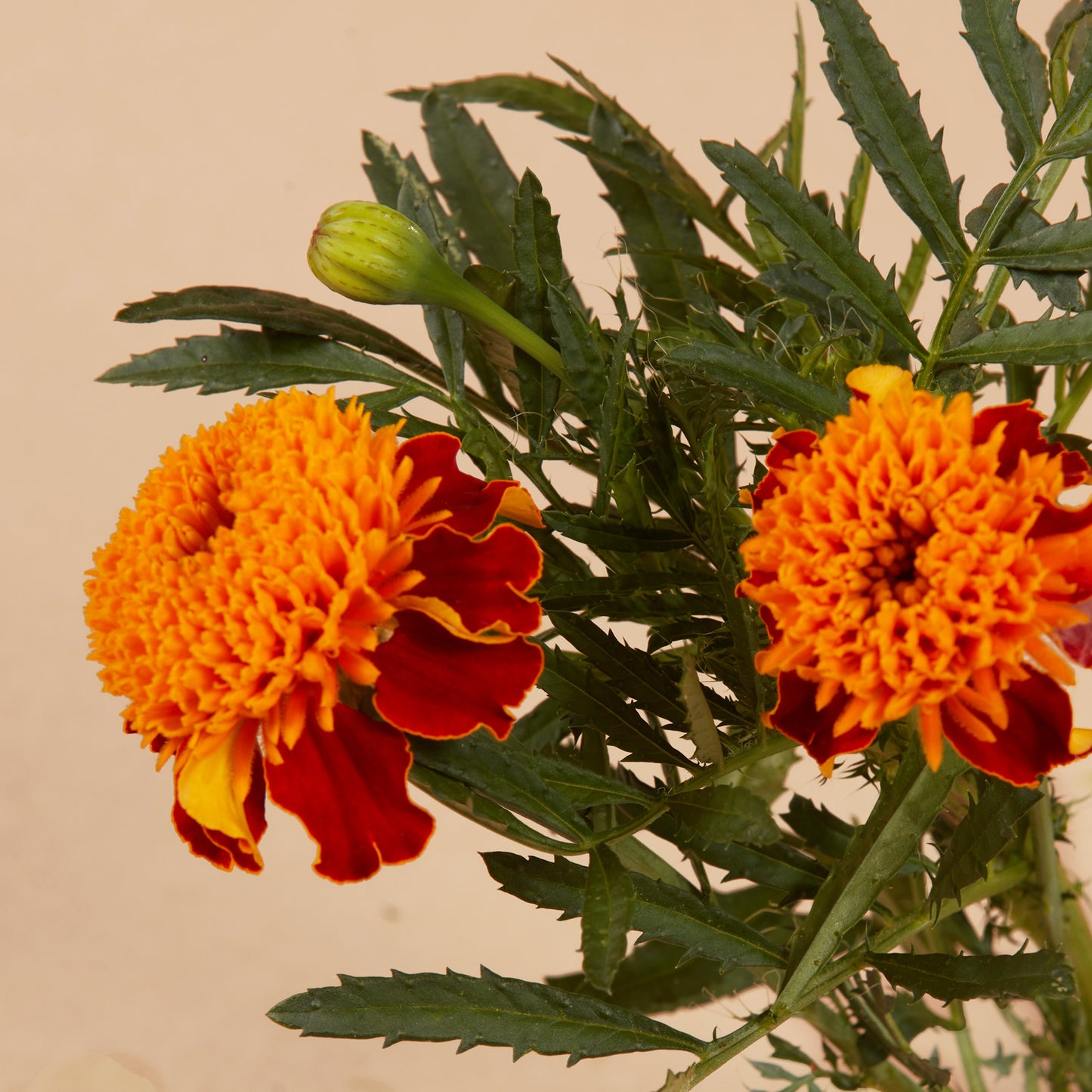 Tiger's Eye Marigold Plants