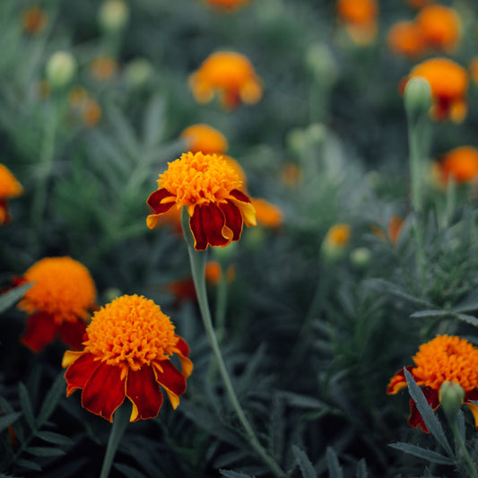 Tiger's Eye Marigold Plants