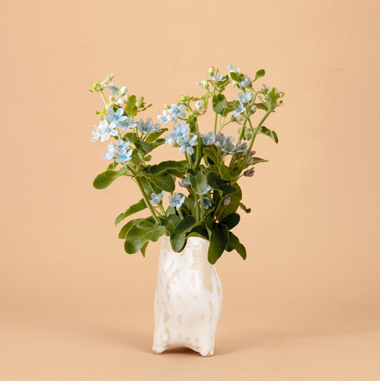 Heavenly Blue Tweedia Milkweed Plants