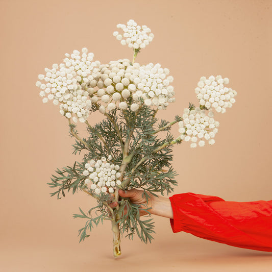 Moon Carrot Plants