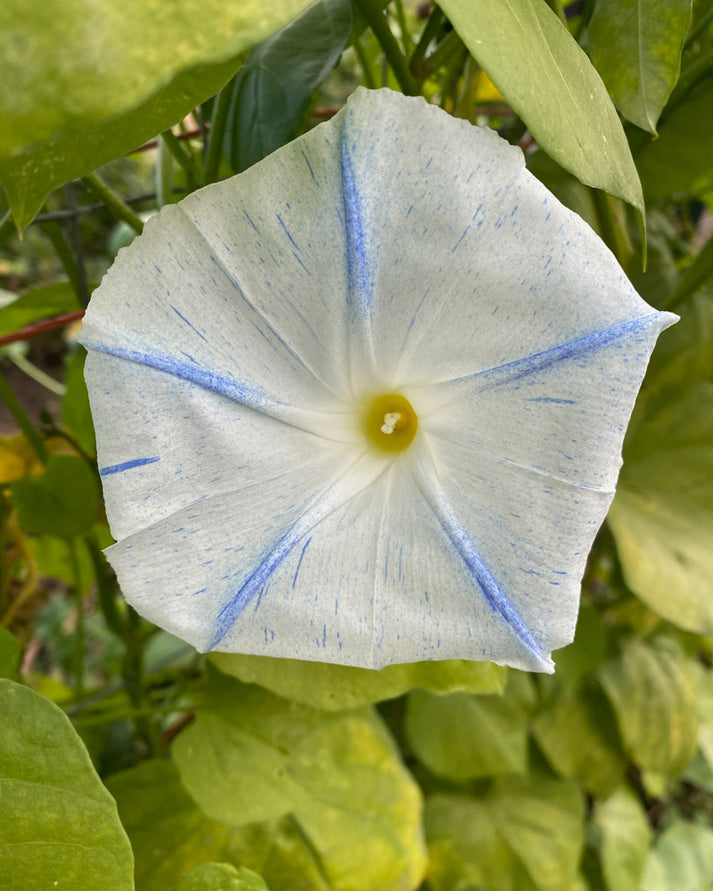 Flying Saucer Morning Glory Seeds Plantgem