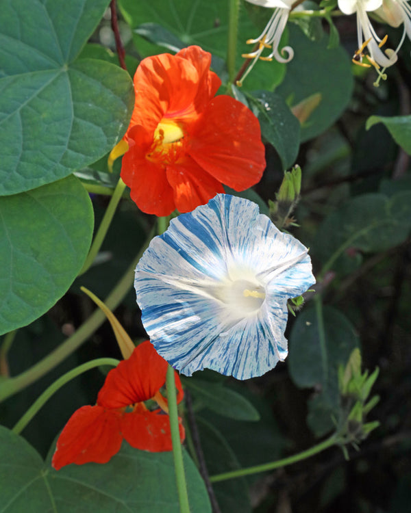 Flying Saucer Morning Glory Seeds Plantgem