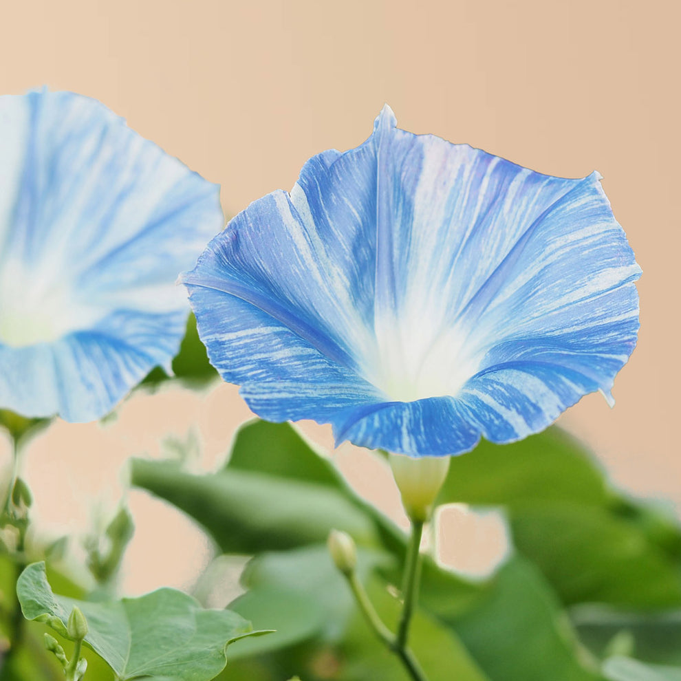 Flying Saucer Morning Glory Seeds Plantgem