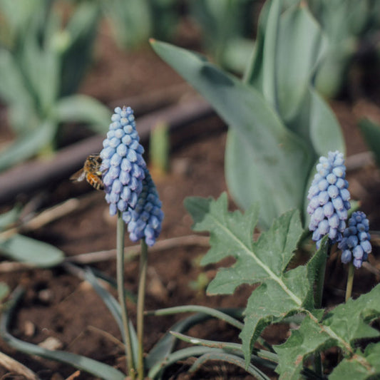 Valerie Finnis Muscari Bulbs