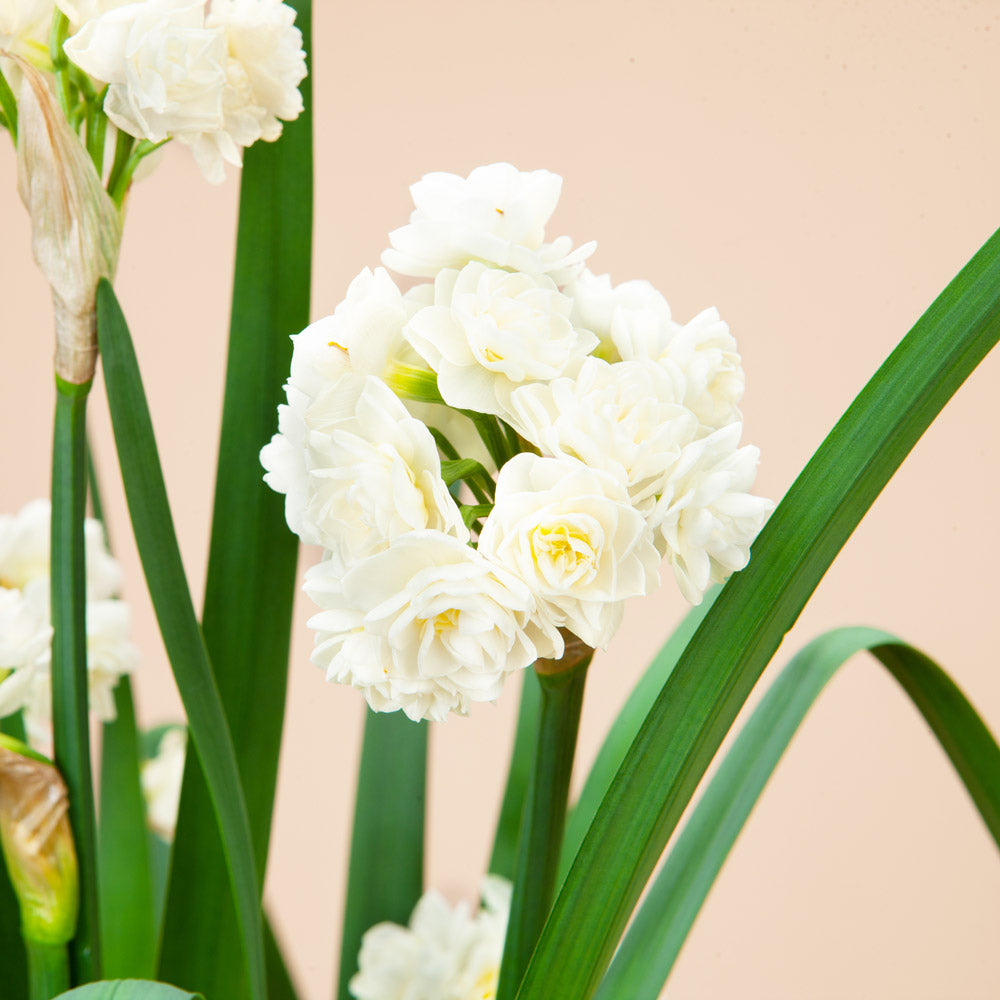 Eirlicheer Daffodil Bulbs