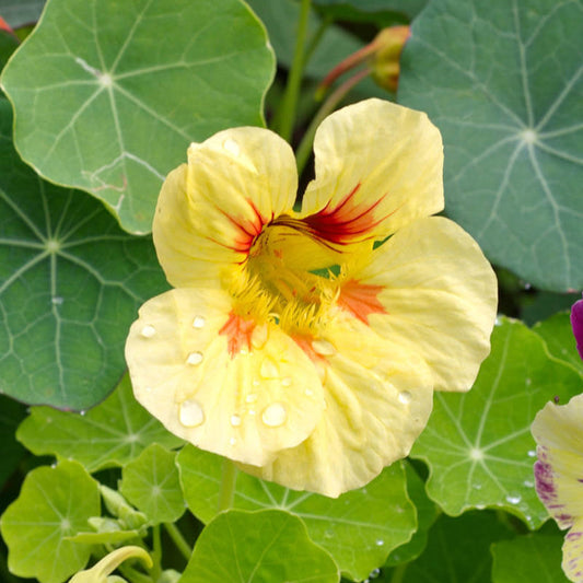 Cream Troika Nasturtium Seeds