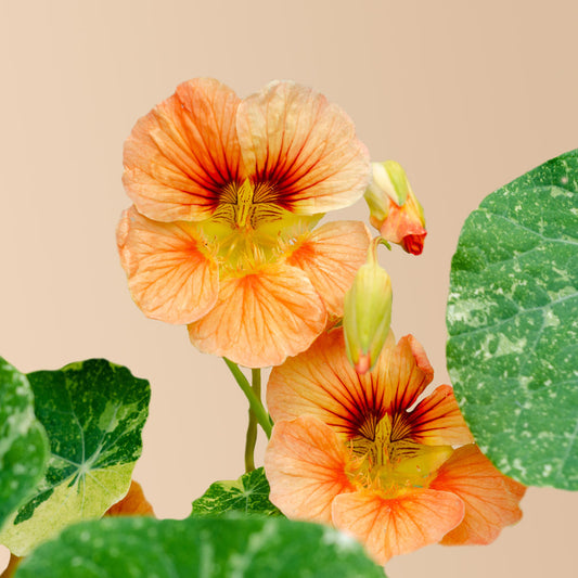 Tip Top Alaska Nasturtium Salmon Seeds