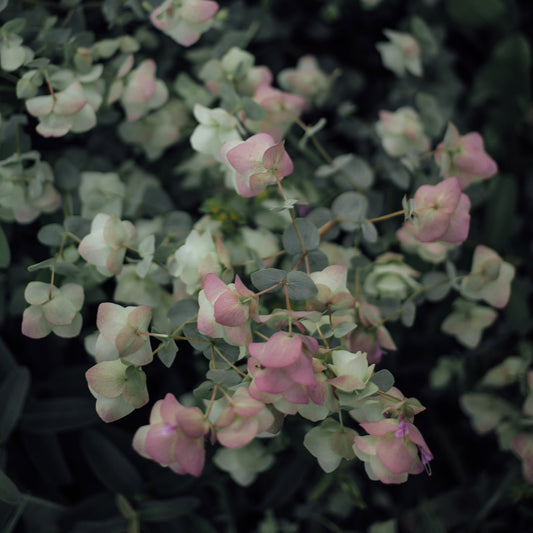 Kirigami Oregano Plants
