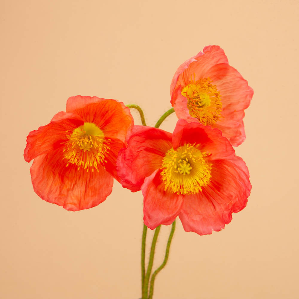 Champagne Bubbles Pink Iceland Poppy Seeds