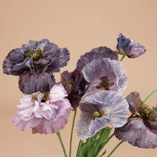 Amazing Grey Shirley Poppy Seeds