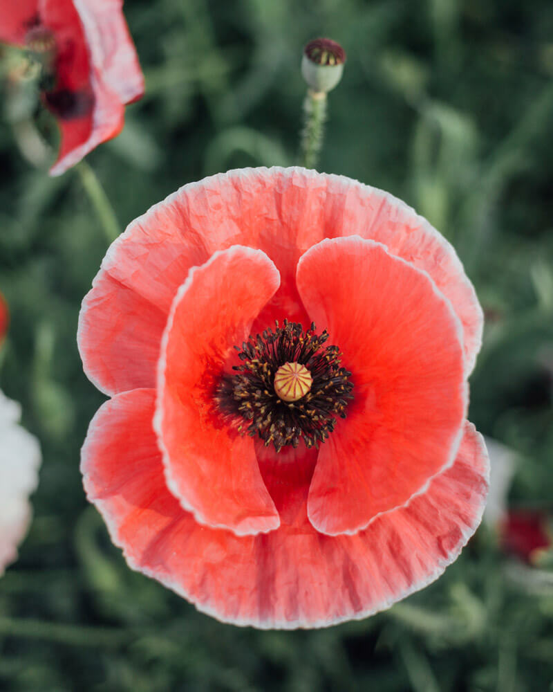 Shirley Poppy Mother Of Pearl Seeds