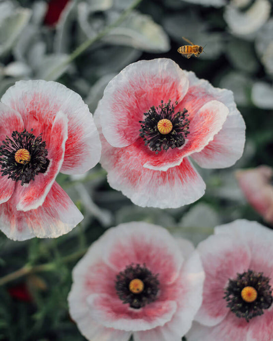 Shirley Poppy Mother of Pearl Annual Flower Seeds | PlantGem – Plantgem