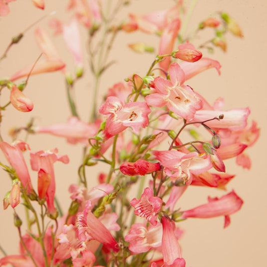 Twizzle Coral Penstemon Plants