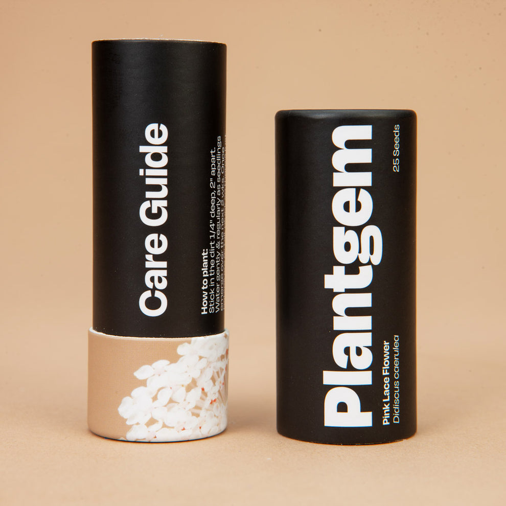 Lacy Pink Lace Flower Seeds Plantgem