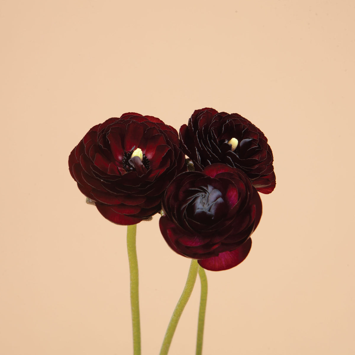 Italian Ranunculus Purple Dark Purple Ranunculus