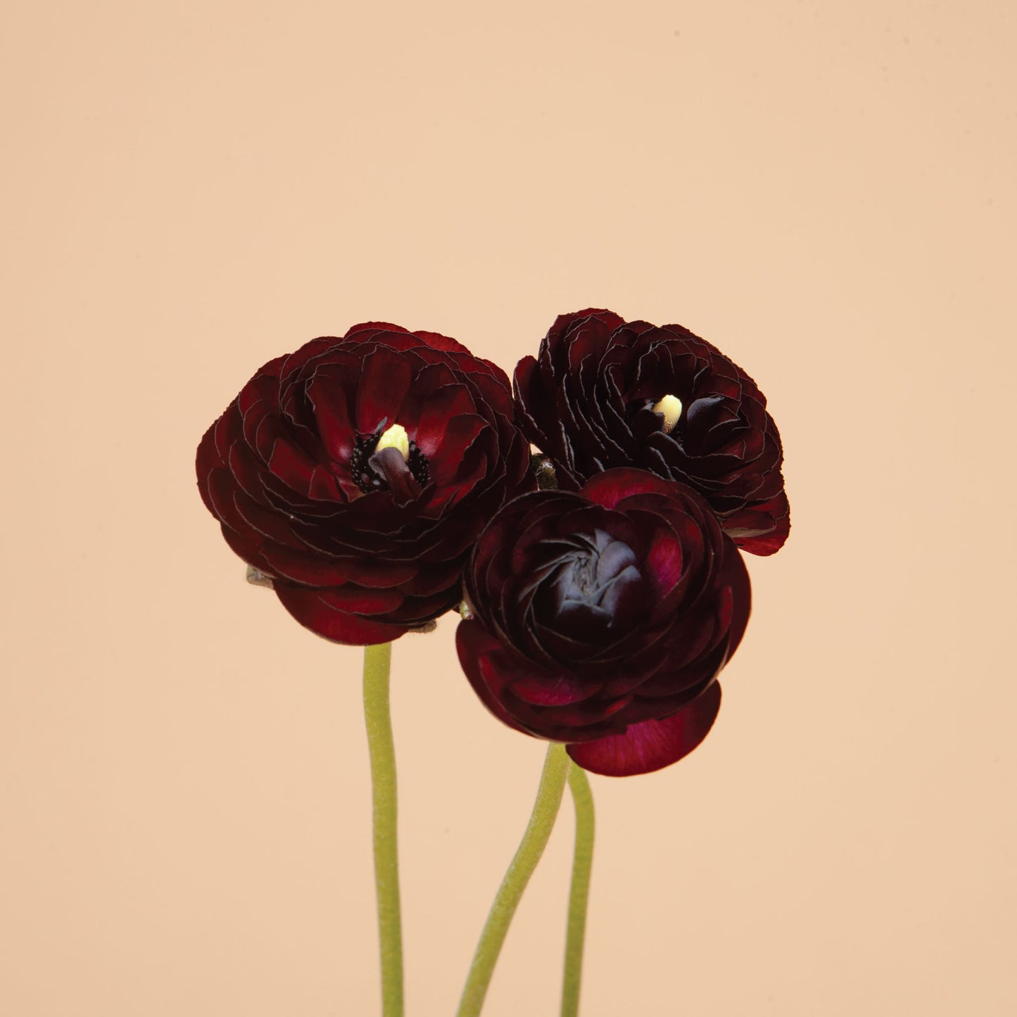 Black Amandine Ranunculus Corms