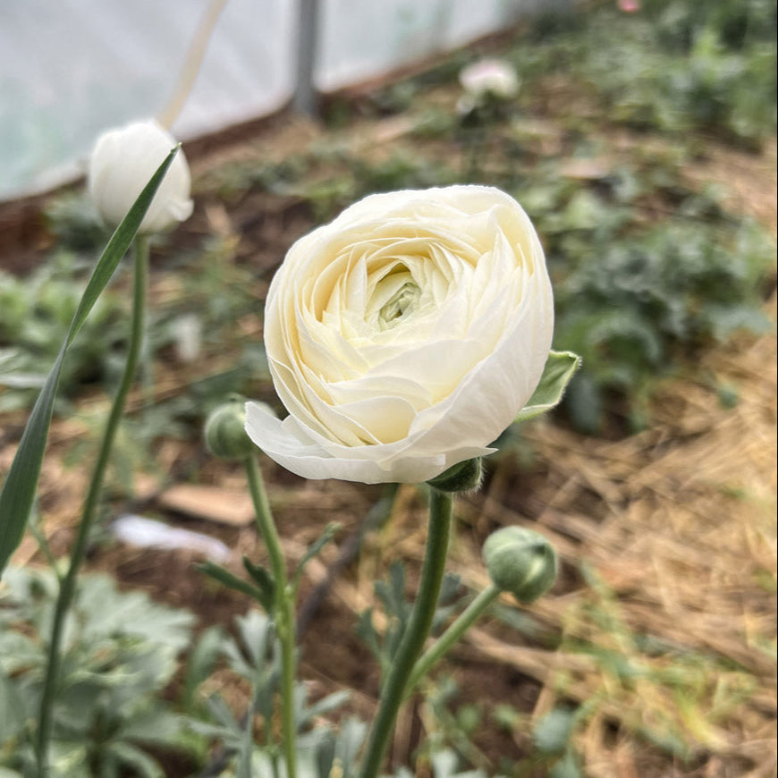 Lonely Ranunculus White Ranunculus Plant