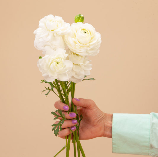 Iceberg White Ranunculus Corms