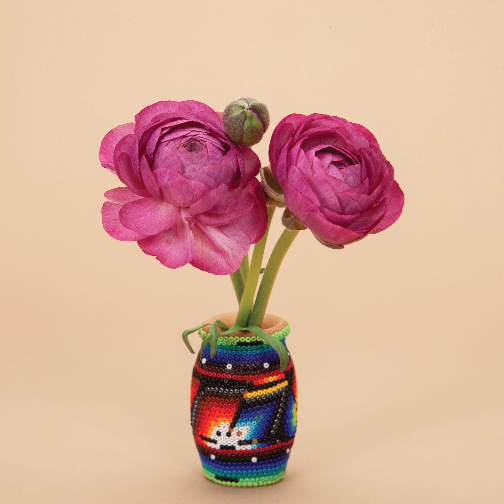 La Belle Violet Ranunculus | 15 Corms | Plantgem