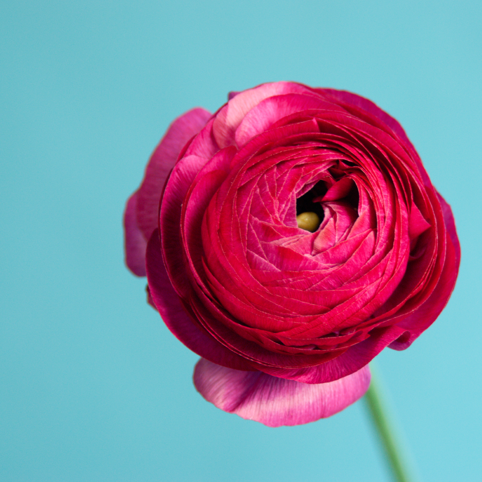 La Belle Violet Ranunculus | 15 Corms | Plantgem