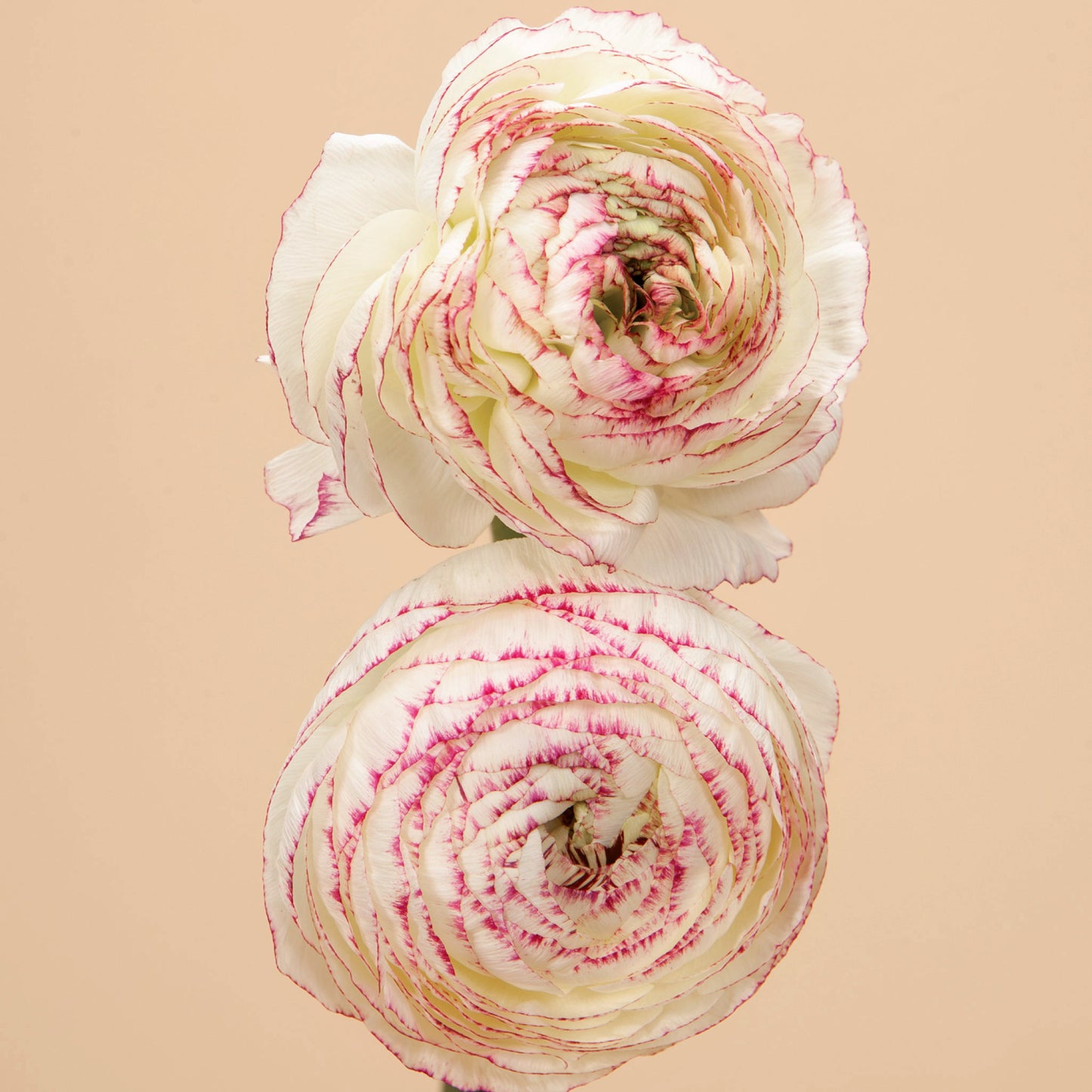 La Belle White Picotee Ranunculus Corms
