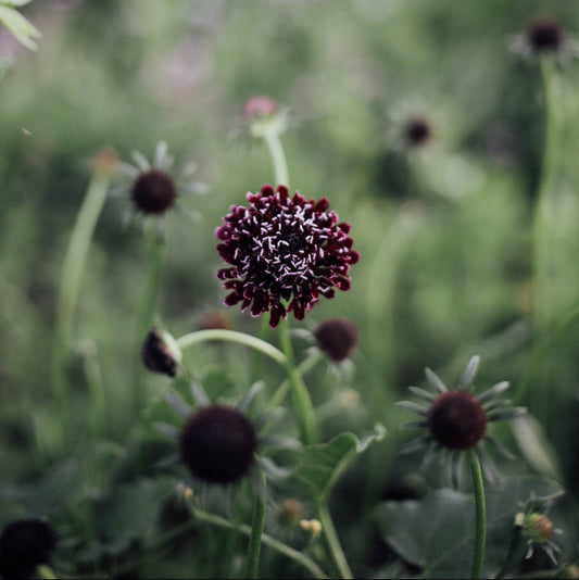 Black Knight Scabiosa Plants