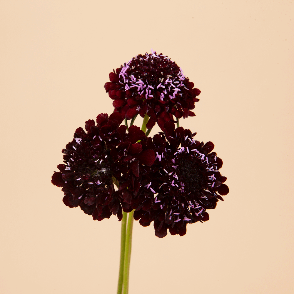 Black Knight Scabiosa Plants