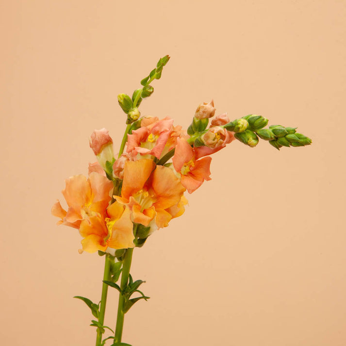 Chantilly Salmon Snapdragon Seeds Plantgem