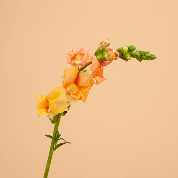 Snapdragon Chantilly Salmon Seeds Plantgem