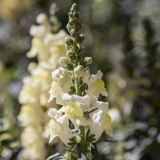 Orleans Early Lemon Yellow Snapdragon Plants