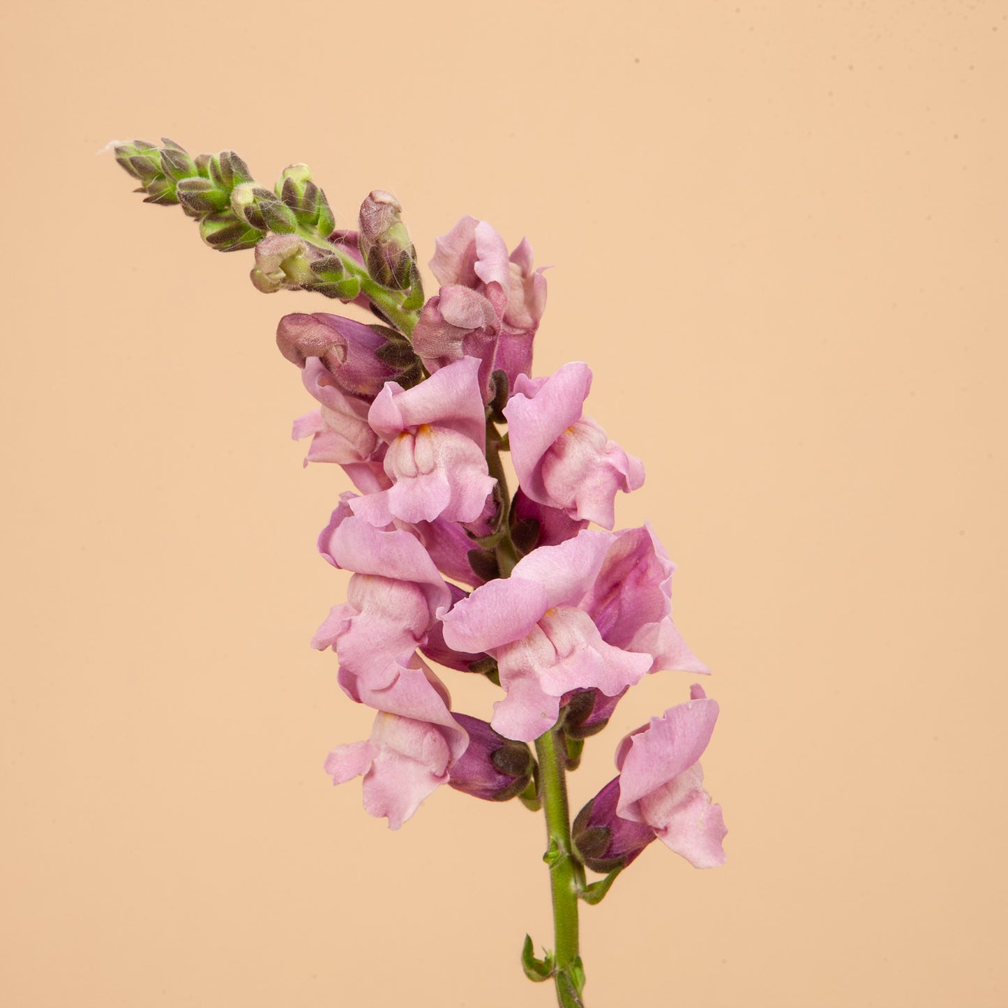Potomac Lavender Snapdragon Plants