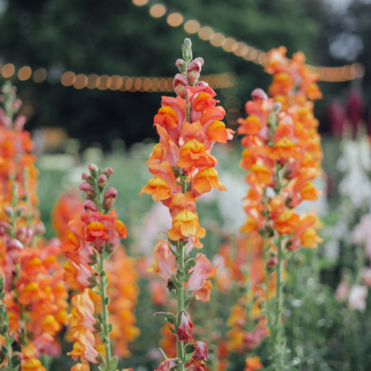 Potomac Dark Orange Snapdragon Plants