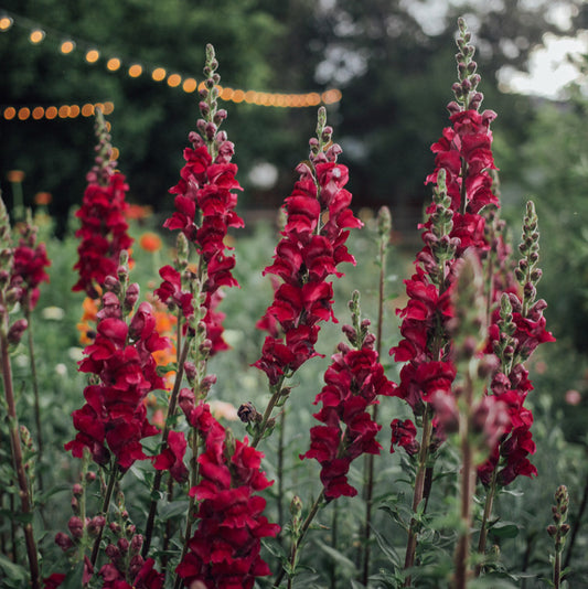 Potomac Royal Snapdragon Plants